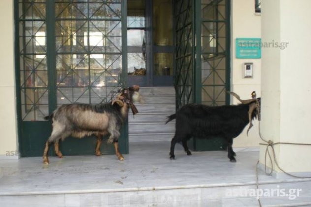 Κτηνοτρόφοι έκλεισαν το κέντρο της Χίου με κατσίκες και τράγους- Τα έδεσαν στο κτίριο της Περιφέρειας [εικόνες & βίντεο]  | iefimerida.gr 0