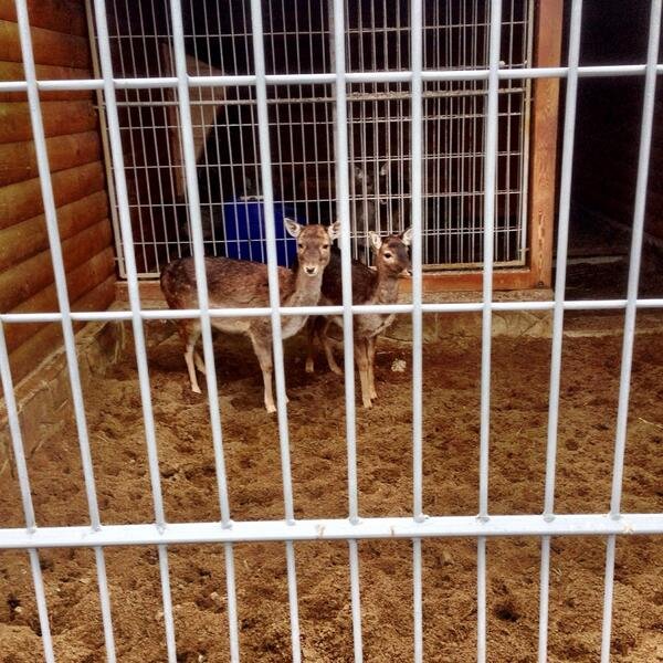 Oι... Βερσαλλίες του Γιανουκόβιτς σε προάστιο του Κιέβου -Μίνι ζωολογικός κήπος στην προεδρική κατοικία [εικόνες] | iefimerida.gr 13