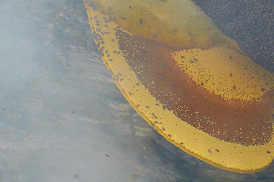 Συλλέγοντας μέλι στο Νεπάλ: Οι ατρόμητοι ακροβάτες μελισσοκόμοι του Θιβέτ [εικόνες] | iefimerida.gr 2