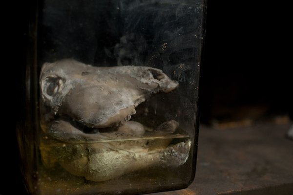 Η πιο τρομακτική κτηνιατρική σχολή του κόσμου όπου το εσωτερικό της μοιάζει με ταινία τρόμου [εικόνες]  | iefimerida.gr 8