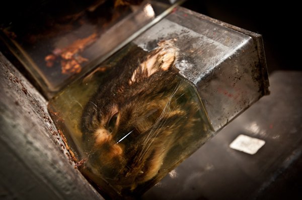 Η πιο τρομακτική κτηνιατρική σχολή του κόσμου όπου το εσωτερικό της μοιάζει με ταινία τρόμου [εικόνες]  | iefimerida.gr 9