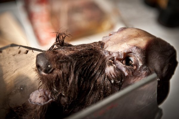 Η πιο τρομακτική κτηνιατρική σχολή του κόσμου όπου το εσωτερικό της μοιάζει με ταινία τρόμου [εικόνες]  | iefimerida.gr 12