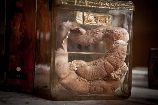 Η πιο τρομακτική κτηνιατρική σχολή του κόσμου όπου το εσωτερικό της μοιάζει με ταινία τρόμου [εικόνες]  | iefimerida.gr 13