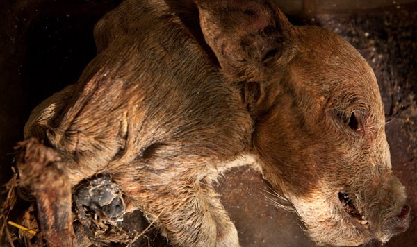Η πιο τρομακτική κτηνιατρική σχολή του κόσμου όπου το εσωτερικό της μοιάζει με ταινία τρόμου [εικόνες]  | iefimerida.gr 2