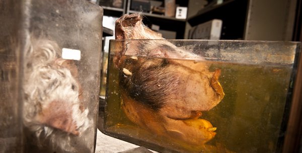 Η πιο τρομακτική κτηνιατρική σχολή του κόσμου όπου το εσωτερικό της μοιάζει με ταινία τρόμου [εικόνες]  | iefimerida.gr 5