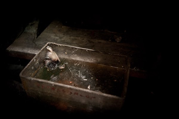 Η πιο τρομακτική κτηνιατρική σχολή του κόσμου όπου το εσωτερικό της μοιάζει με ταινία τρόμου [εικόνες]  | iefimerida.gr 7