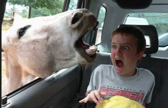 Όταν τα ζώα επιτίθενται εκεί που δεν το περιμένεις! [εικόνες] | iefimerida.gr 5