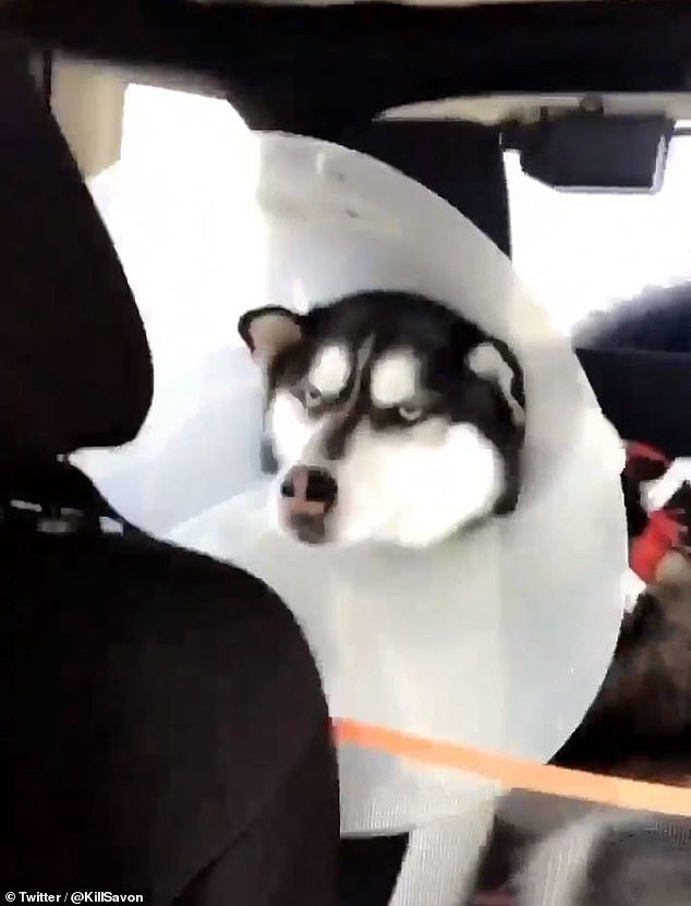 Viral: Η επική έκφραση αυτού του χάσκι όταν ο κτηνίατρος του φόρεσε κώνο στον λαιμό [εικόνες & βίντεο] | iefimerida.gr 0