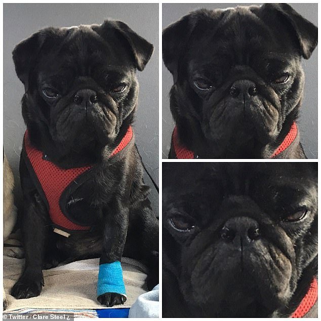 Viral: Η επική έκφραση αυτού του χάσκι όταν ο κτηνίατρος του φόρεσε κώνο στον λαιμό [εικόνες & βίντεο] | iefimerida.gr 2