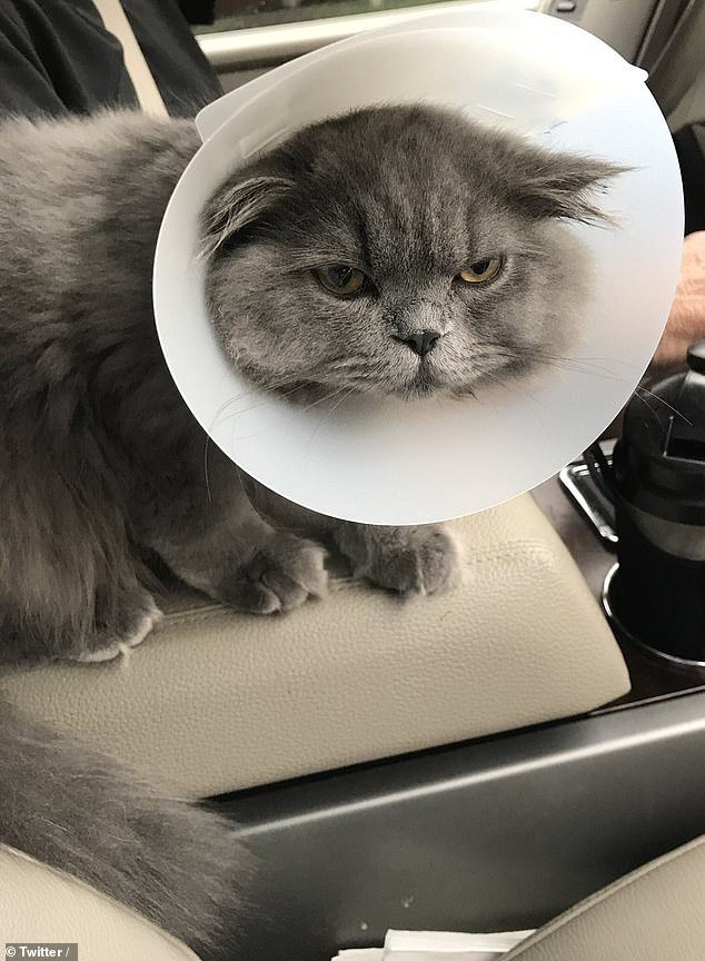 Viral: Η επική έκφραση αυτού του χάσκι όταν ο κτηνίατρος του φόρεσε κώνο στον λαιμό [εικόνες & βίντεο] | iefimerida.gr 1