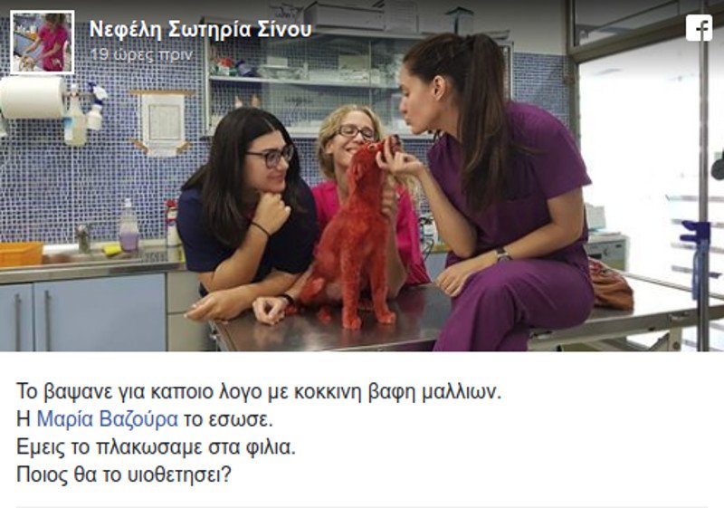 Βίντεο: Εθελοντές πλένουν το κουτάβι που το έβαψαν κόκκινο- Ψάχνουν άνθρωπο να το υιοθετήσει | iefimerida.gr 6