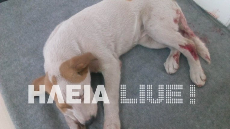 Νέα κακοποίηση σκύλου: Τον χτύπησαν και του έβγαλαν το μάτι [εικόνες] | iefimerida.gr 0