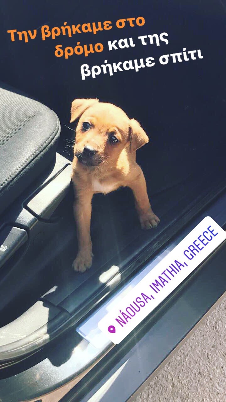 Το αδέσποτο που βρήκε και μάζεψε ο Κυριάκος Μητσοτάκης -Του χάρισε σπίτι [εικόνα] | iefimerida.gr 0