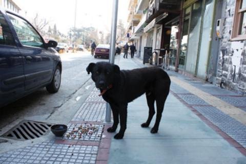 «Χάτσικο» στην Κομοτηνή: Η ιστορία που συγκίνησε το πανελλήνιο -Νεκρός ο ιδιοκτήτης του σκύλου που περίμενε... [εικόνες] | iefimerida.gr 1