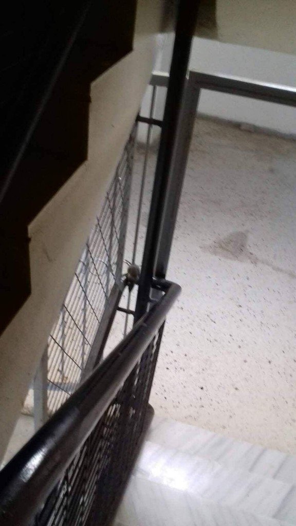 Δεν λείπουν βέβαια και τα ποντίκια