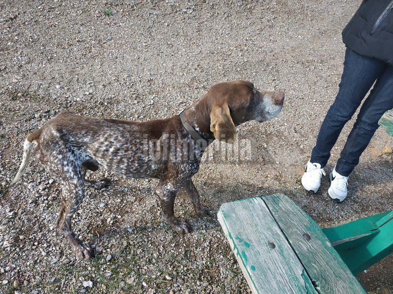 Το αποστεωμένο σκυλί - «φάντασμα» του Λαυρίου [εικόνες] | iefimerida.gr 1