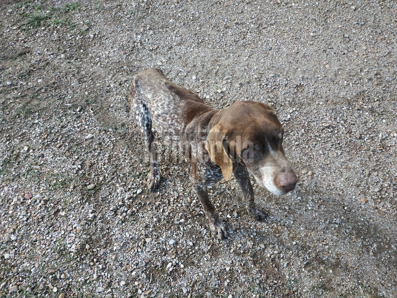 Το αποστεωμένο σκυλί - «φάντασμα» του Λαυρίου [εικόνες] | iefimerida.gr 4