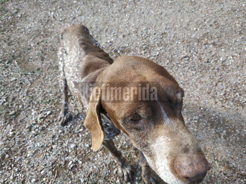 Το αποστεωμένο σκυλί - «φάντασμα» του Λαυρίου [εικόνες] | iefimerida.gr 0