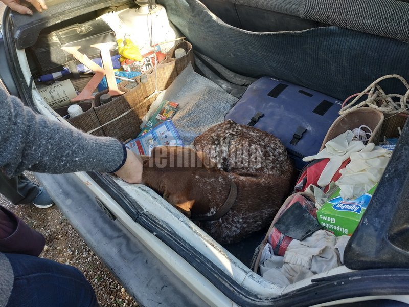 O σκύλος κούρνιασε αμέσως στο πορτμπαγκάζ / Φωτογραφία: iefimerida