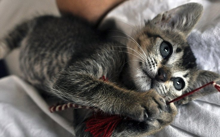 Ταξίδι 511 ημερών: Ενα ζευγάρι πήγε από τη Βουλγαρία στην Ινδία με τα πόδια [εικόνες]  | iefimerida.gr 3