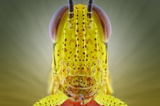 Αντιμετωπίστε τους φόβους σας -Ανατριχιαστικά κοντινές φωτογραφίες των πλασμάτων που τρομοκρατούν [εικόνες] | iefimerida.gr 2