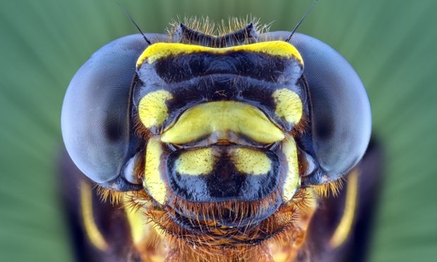 Αντιμετωπίστε τους φόβους σας -Ανατριχιαστικά κοντινές φωτογραφίες των πλασμάτων που τρομοκρατούν [εικόνες] | iefimerida.gr 4