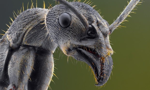 Αντιμετωπίστε τους φόβους σας -Ανατριχιαστικά κοντινές φωτογραφίες των πλασμάτων που τρομοκρατούν [εικόνες] | iefimerida.gr 6