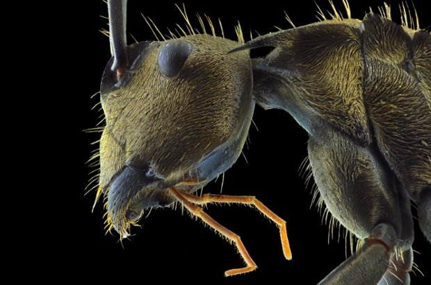 Αντιμετωπίστε τους φόβους σας -Ανατριχιαστικά κοντινές φωτογραφίες των πλασμάτων που τρομοκρατούν [εικόνες] | iefimerida.gr 8