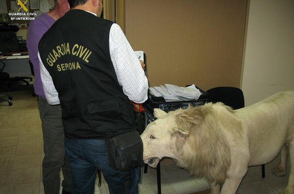 Τεράστια επιχείρηση της Interpol: Κατασχέθηκαν πύθωνες, παπαγαλάκια, κροκόδειλος, μέχρι και βαλσαμωμένο λιοντάρι [εικόνες] | iefimerida.gr 8