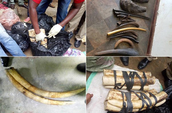 Τεράστια επιχείρηση της Interpol: Κατασχέθηκαν πύθωνες, παπαγαλάκια, κροκόδειλος, μέχρι και βαλσαμωμένο λιοντάρι [εικόνες] | iefimerida.gr 5