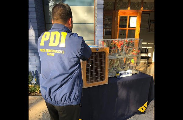 Τεράστια επιχείρηση της Interpol: Κατασχέθηκαν πύθωνες, παπαγαλάκια, κροκόδειλος, μέχρι και βαλσαμωμένο λιοντάρι [εικόνες] | iefimerida.gr 4