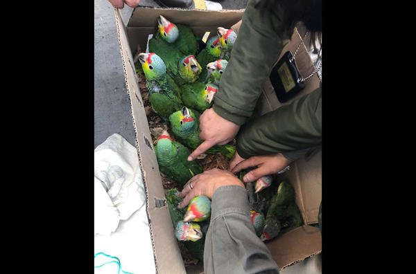 Τεράστια επιχείρηση της Interpol: Κατασχέθηκαν πύθωνες, παπαγαλάκια, κροκόδειλος, μέχρι και βαλσαμωμένο λιοντάρι [εικόνες] | iefimerida.gr 3