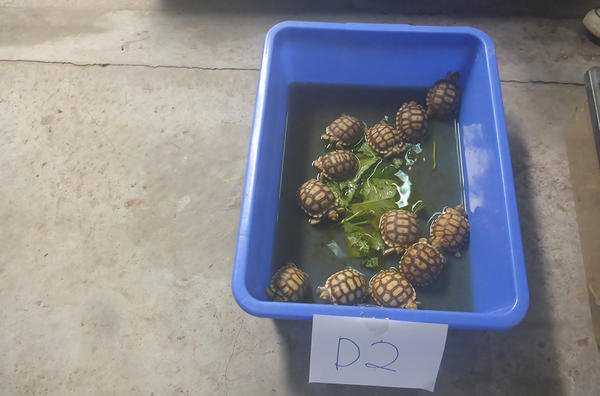 Τεράστια επιχείρηση της Interpol: Κατασχέθηκαν πύθωνες, παπαγαλάκια, κροκόδειλος, μέχρι και βαλσαμωμένο λιοντάρι [εικόνες] | iefimerida.gr 2