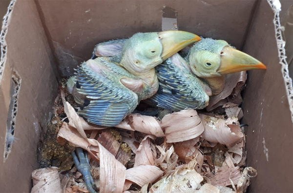 Τεράστια επιχείρηση της Interpol: Κατασχέθηκαν πύθωνες, παπαγαλάκια, κροκόδειλος, μέχρι και βαλσαμωμένο λιοντάρι [εικόνες] | iefimerida.gr 1