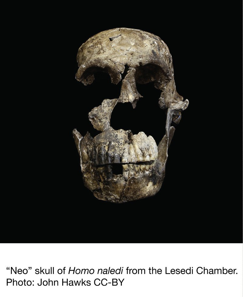 Homo naledi: Ο άγνωστος συγγενής του ανθρώπου -Νέα ανακάλυψη [εικόνα] | iefimerida.gr 0