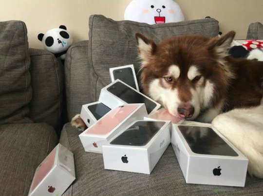 Γιος Κινέζου δισεκατομμυριούχου αγόρασε στον σκύλο του 8 συσκευές iPhone 7 [εικόνες] | iefimerida.gr 0