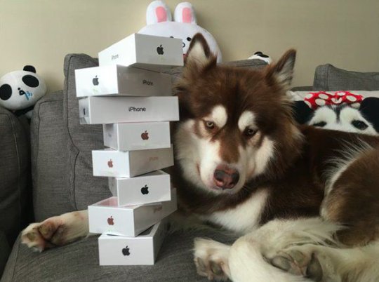 Γιος Κινέζου δισεκατομμυριούχου αγόρασε στον σκύλο του 8 συσκευές iPhone 7 [εικόνες] | iefimerida.gr 2