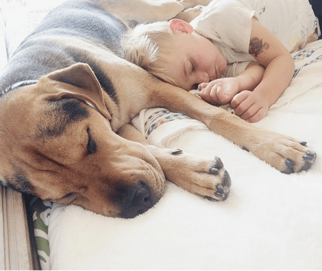 Η ιστορία αγάπης και... ύπνου μέρος 3ο -Το μωρό και ο σκύλος που «έλιωσαν» το Ιντερνετ μεγάλωσαν και κοιμούνται πλέον ο ένας πάνω στον άλλον [εικόνες] | iefimerida.gr 15