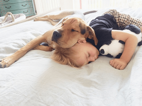 Η ιστορία αγάπης και... ύπνου μέρος 3ο -Το μωρό και ο σκύλος που «έλιωσαν» το Ιντερνετ μεγάλωσαν και κοιμούνται πλέον ο ένας πάνω στον άλλον [εικόνες] | iefimerida.gr 28