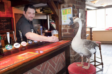 Αυτός είναι ο πιο απίθανος και «φτερωτός» πελάτης μπαρ [εικόνα] | iefimerida.gr 0