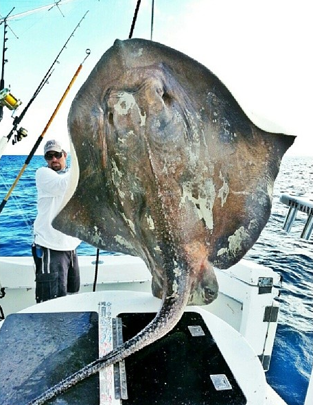Σπάνιο είδος σαλαχιού τεραστίων διαστάσεων πιάστηκε στο Miami Beach της Φλόριντα [εικόνα] | iefimerida.gr 0