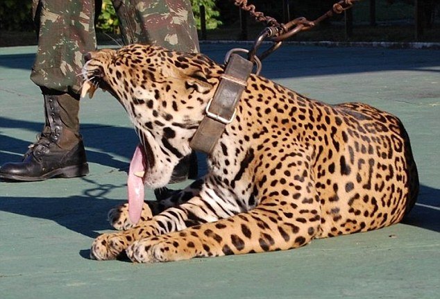 Βραζιλία: Σκότωσαν το τζάγκουαρ που χρησιμοποίησαν ως μασκότ σε Ολυμπιακή λαμπαδηδρομία [εικόνες & βίντεο] | iefimerida.gr 1