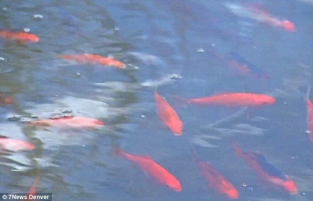 Πέταξαν μια γυάλα με χρυσόψαρα σε λίμνη – Αυτά έγιναν 4.000 και απειλούν το οικολογικό σύστημα της περιοχής [εικόνες] | iefimerida.gr 3