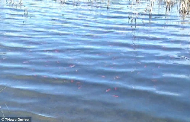 Πέταξαν μια γυάλα με χρυσόψαρα σε λίμνη – Αυτά έγιναν 4.000 και απειλούν το οικολογικό σύστημα της περιοχής [εικόνες] | iefimerida.gr 5