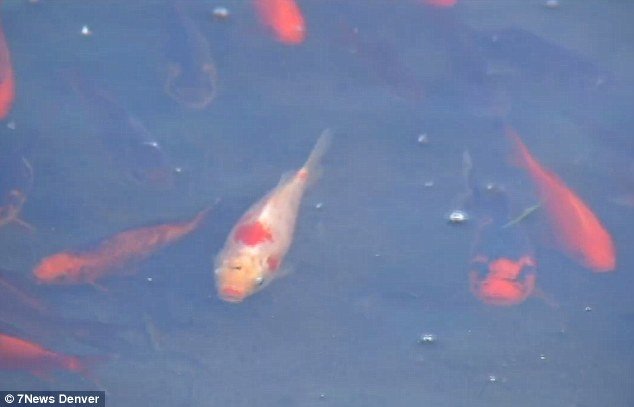 Πέταξαν μια γυάλα με χρυσόψαρα σε λίμνη – Αυτά έγιναν 4.000 και απειλούν το οικολογικό σύστημα της περιοχής [εικόνες] | iefimerida.gr 2