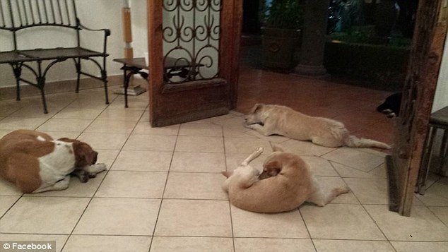 Συγκινητικό: Αδέσποτα σκυλιά πήγαν στην κηδεία της γυναίκας που τα φρόντιζε [εικόνες]  | iefimerida.gr 3