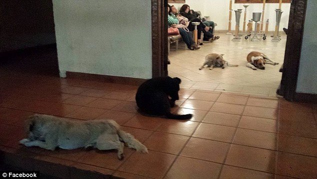 Συγκινητικό: Αδέσποτα σκυλιά πήγαν στην κηδεία της γυναίκας που τα φρόντιζε [εικόνες]  | iefimerida.gr 4