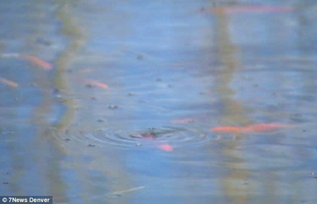 Πέταξαν μια γυάλα με χρυσόψαρα σε λίμνη – Αυτά έγιναν 4.000 και απειλούν το οικολογικό σύστημα της περιοχής [εικόνες] | iefimerida.gr 6