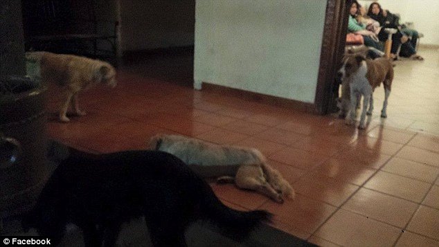 Συγκινητικό: Αδέσποτα σκυλιά πήγαν στην κηδεία της γυναίκας που τα φρόντιζε [εικόνες]  | iefimerida.gr 6