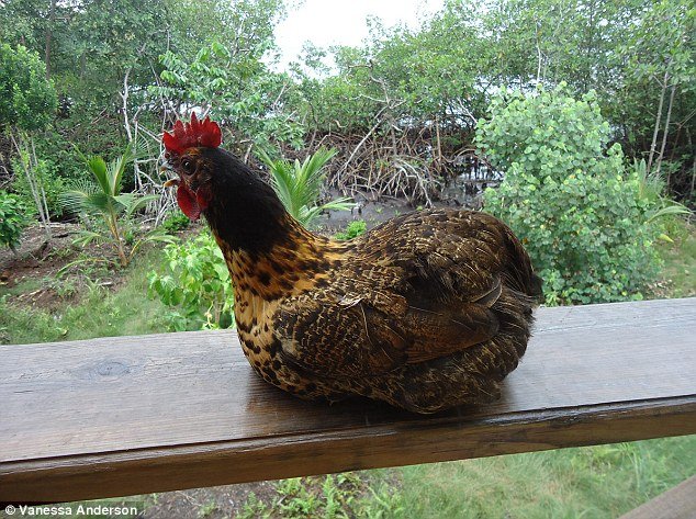 Ο σύγχρονος Ροβινσώνας Κρούσος είναι 50 ετών και πούλησε τη ζωή του στο eBay για να γίνει ερημίτης μαζί με 10 κότες [εικόνες] | iefimerida.gr 2